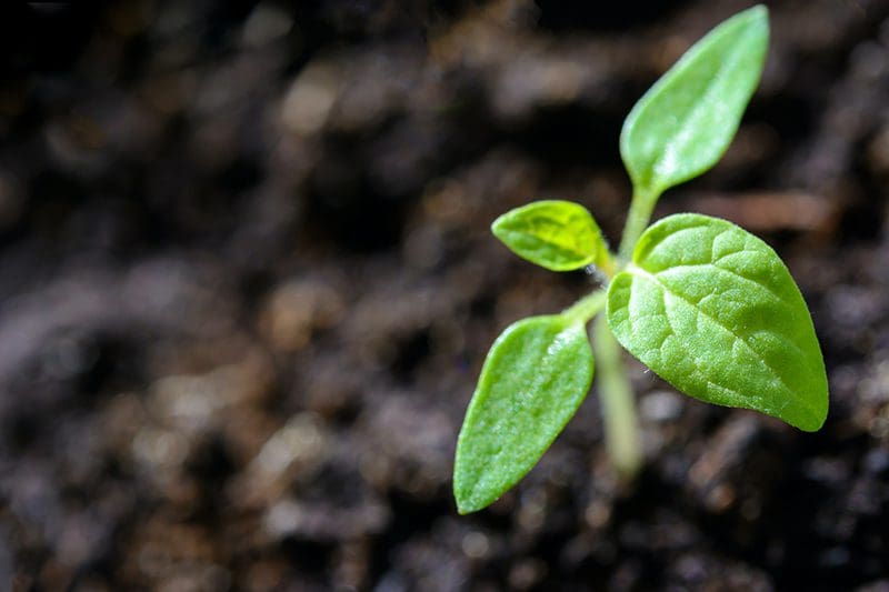 Soil Testing LIMS | LabLynx