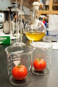 Source: https://commons.wikimedia.org/wiki/File:Tomato_laboratory_research.jpg